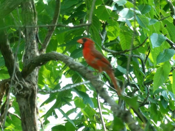 Northern Cardinal photographed by Mark Curtis