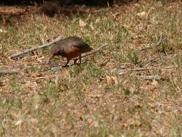 American Robin photographed by Mark Curtis
