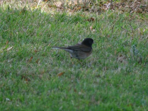 Dark-eyed Junco photographed by Mark Curtis