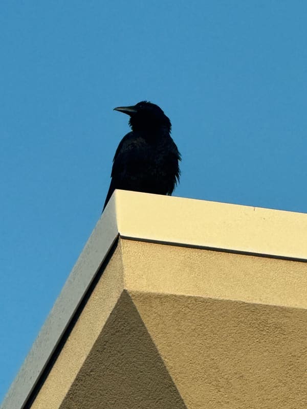 Fish Crow photographed by Mark Curtis