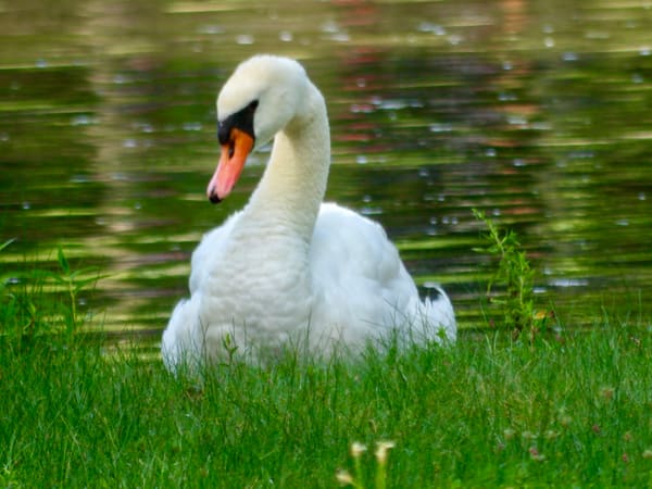 Mute Swan photographed by Mark Curtis