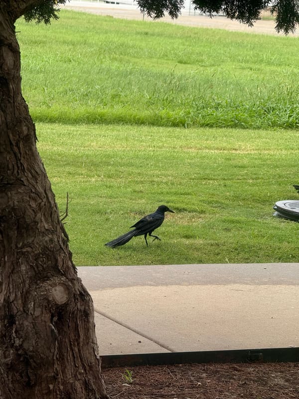 Great-tailed Grackle photographed by Mark Curtis