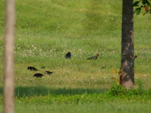 Brown-headed Cowbird photographed by Mark Curtis