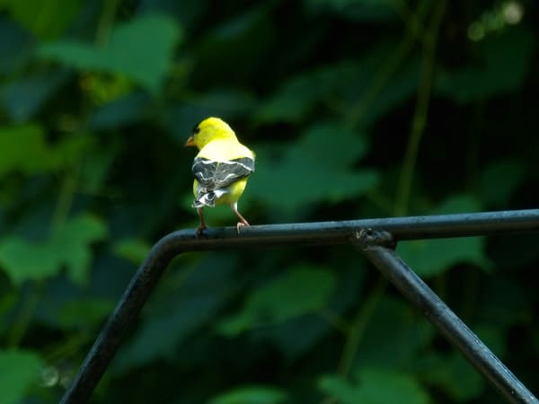 American Goldfinch photographed by Mark Curtis