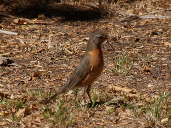 American Robin photographed by Mark Curtis
