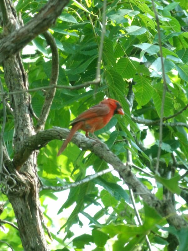 Northern Cardinal photographed by Mark Curtis