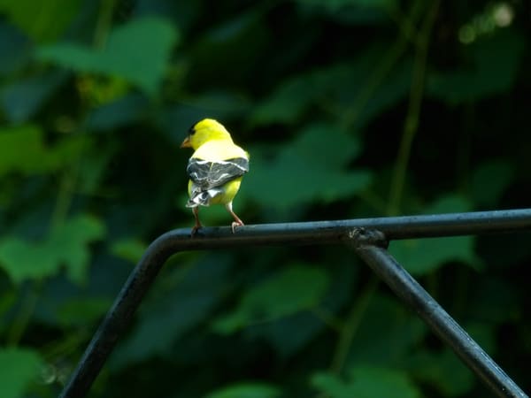 American Goldfinch photographed by Mark Curtis
