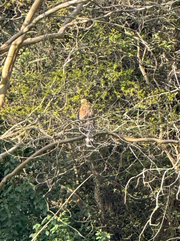 Red-shouldered Hawk photographed by Mark Curtis