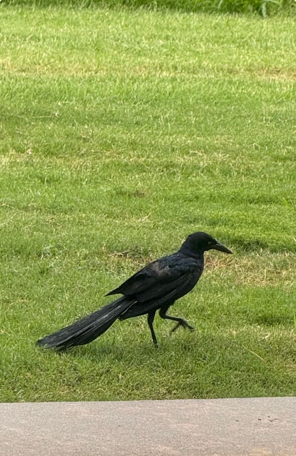 Great-tailed Grackle photographed by Mark Curtis