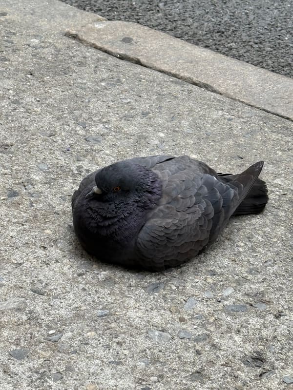 Rock Dove photographed by Ethan