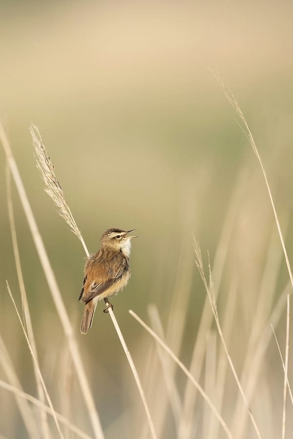 Marsh Wren photographed by Apple