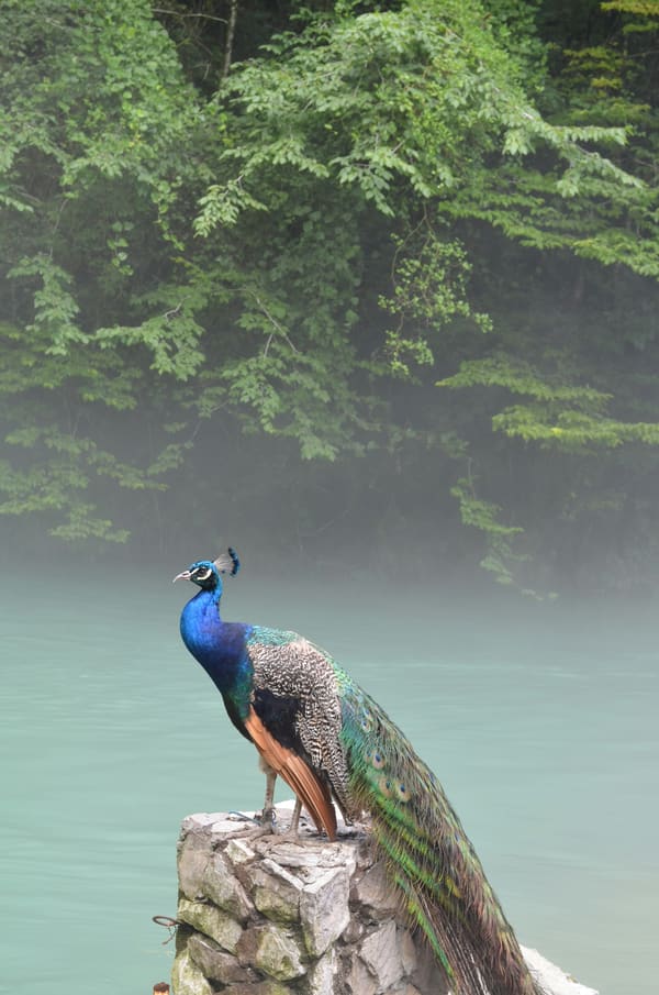 Indian Peafowl photographed by Apple