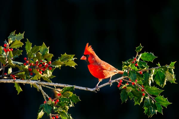 Northern Cardinal photographed by Apple