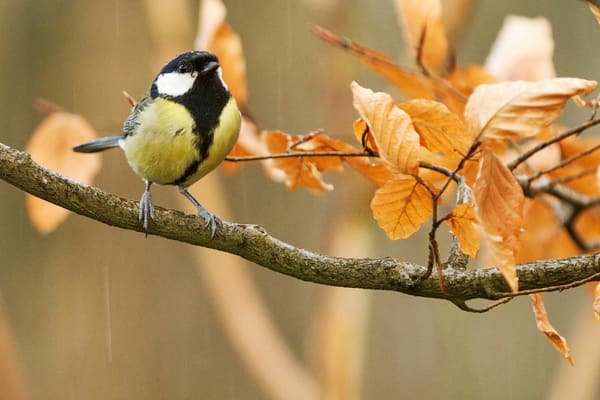 Great Tit photographed by Apple