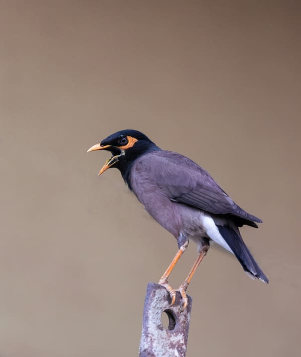 Common Myna photographed by Apple
