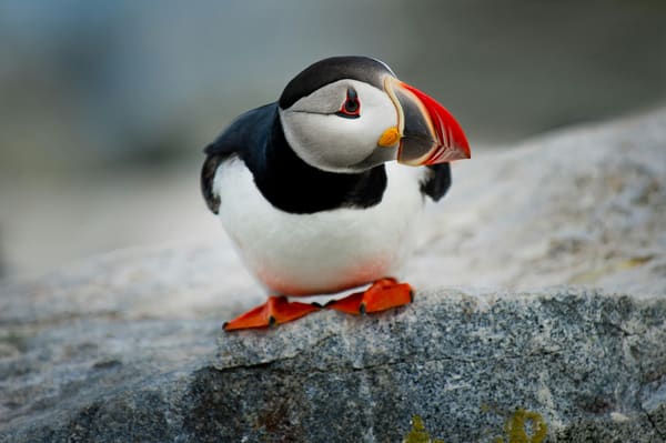 Atlantic Puffin photographed by Apple