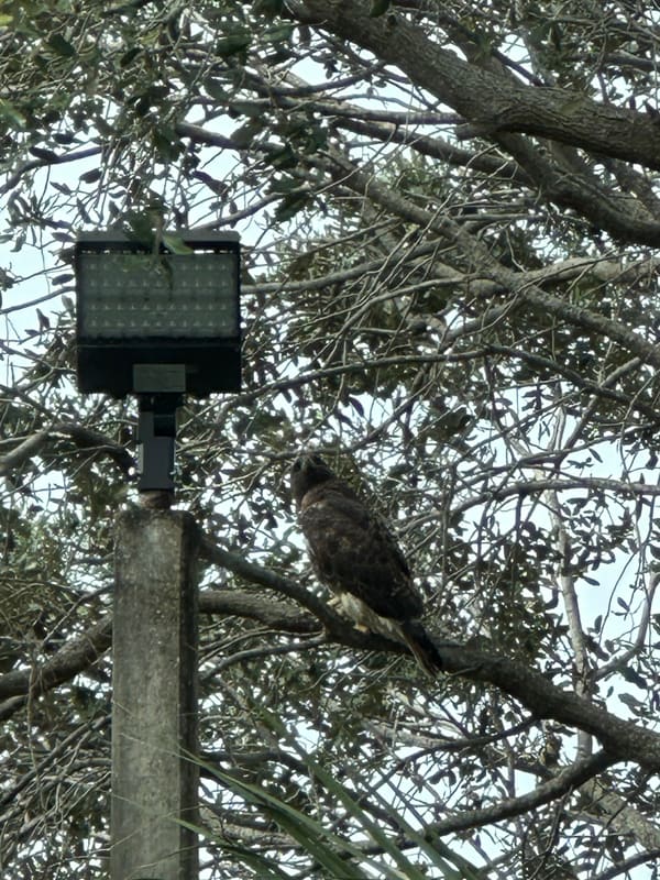 Red-tailed Hawk photographed by Sean