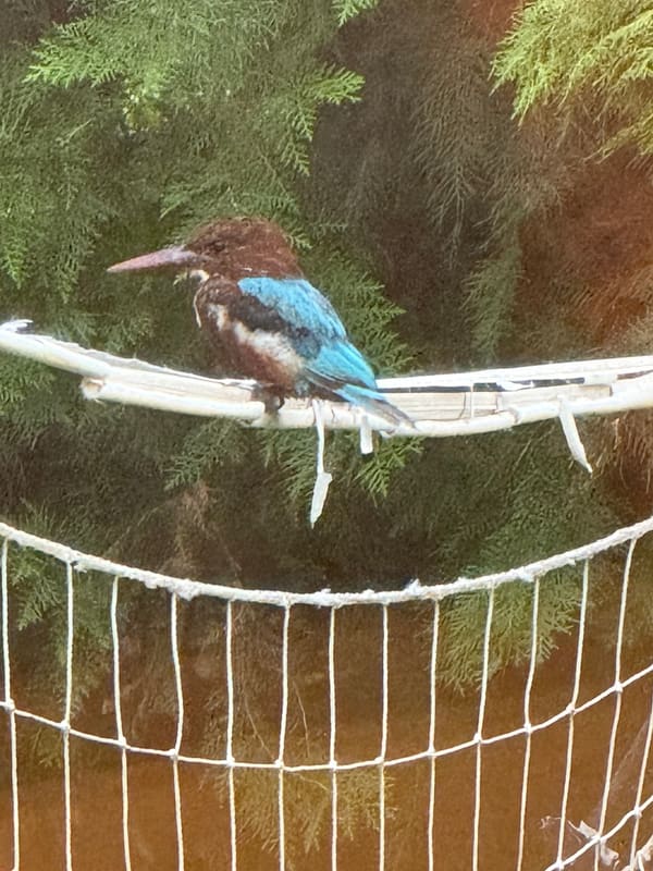 Common Kingfisher photographed by Sean