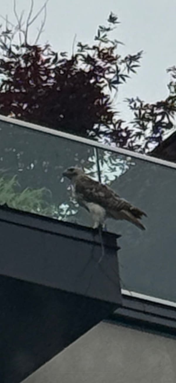 Red-tailed Hawk photographed by Sean