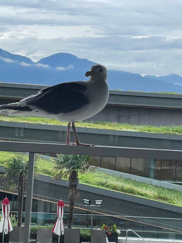 Western Gull photographed by Sean