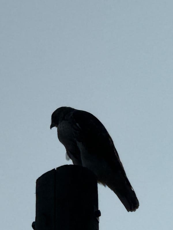 Peregrine Falcon photographed by Sean
