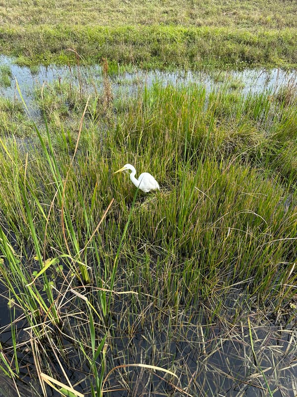 Great Egret photographed by Sean
