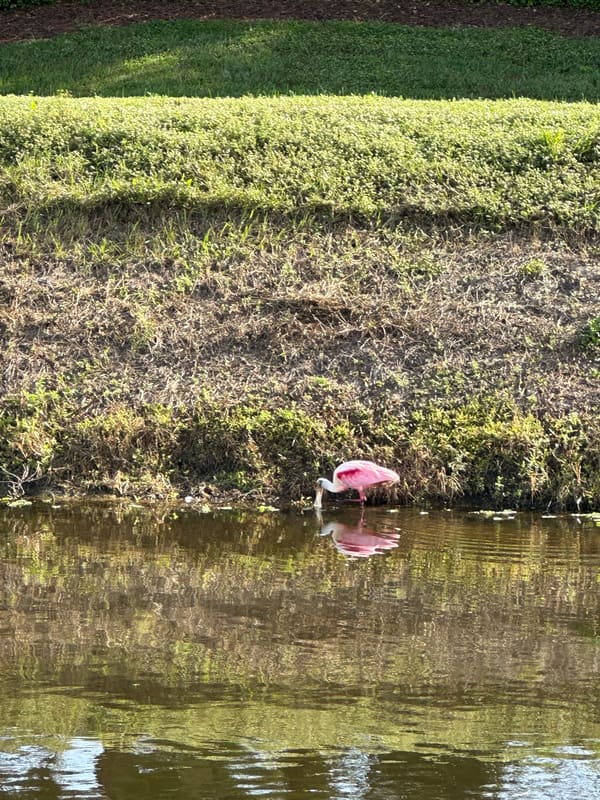 Roseate Spoonbill photographed by Sean