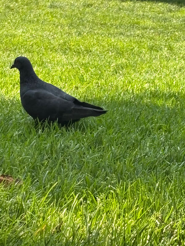 Rock Dove photographed by Liam Nizri