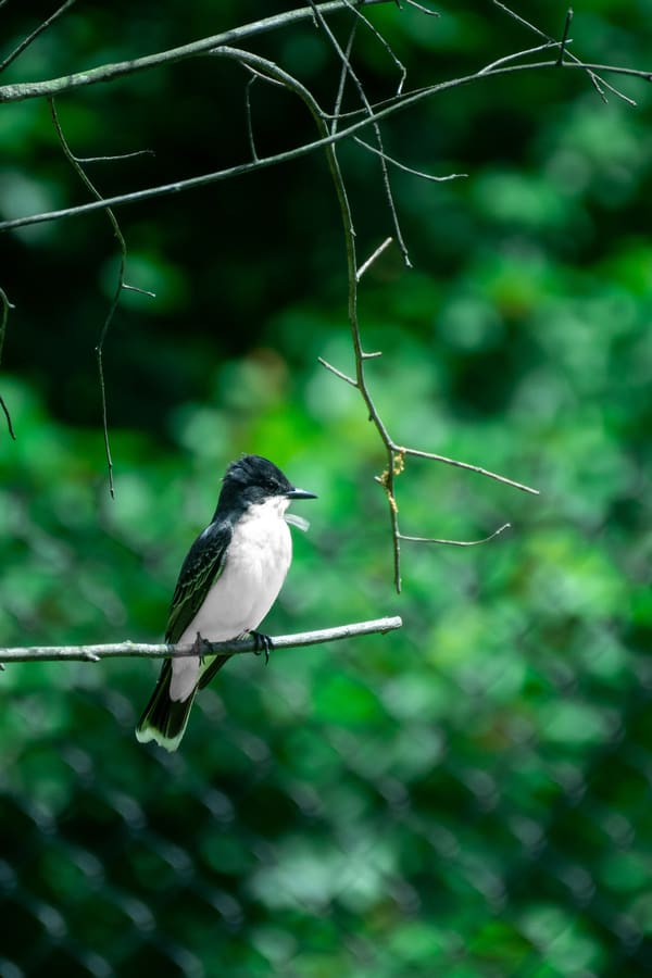 Eastern Kingbird photographed by Liam Nizri