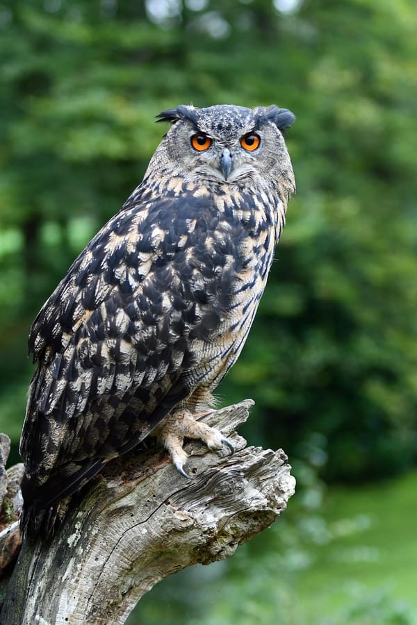 Long-eared Owl photographed by Liam Nizri