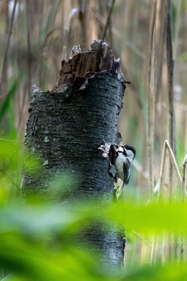 Black-capped Chickadee photographed by Liam Nizri