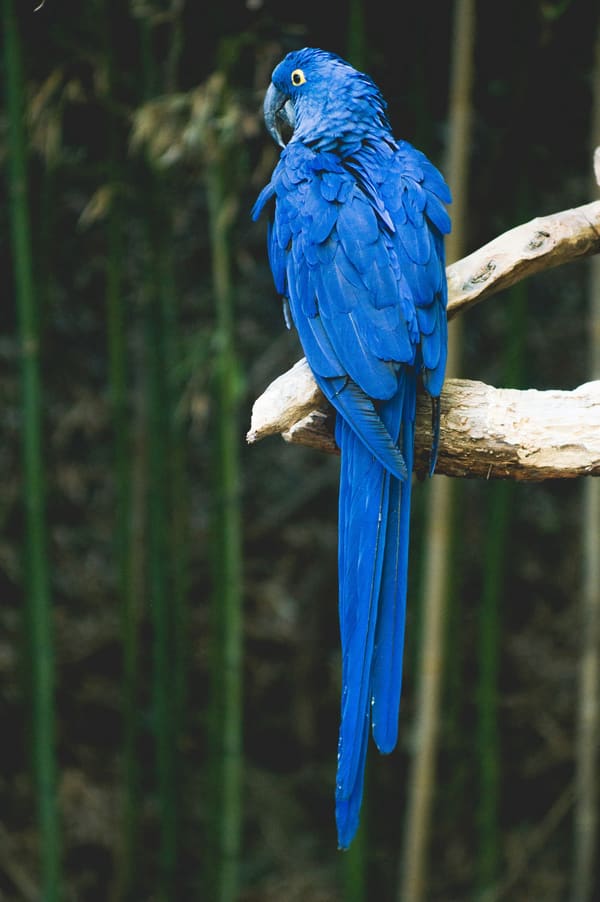 Hyacinth Macaw photographed by Liam Nizri