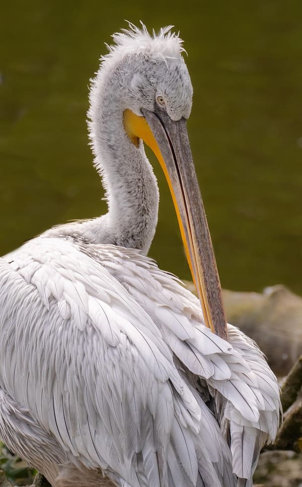 American White Pelican photographed by Liam Nizri