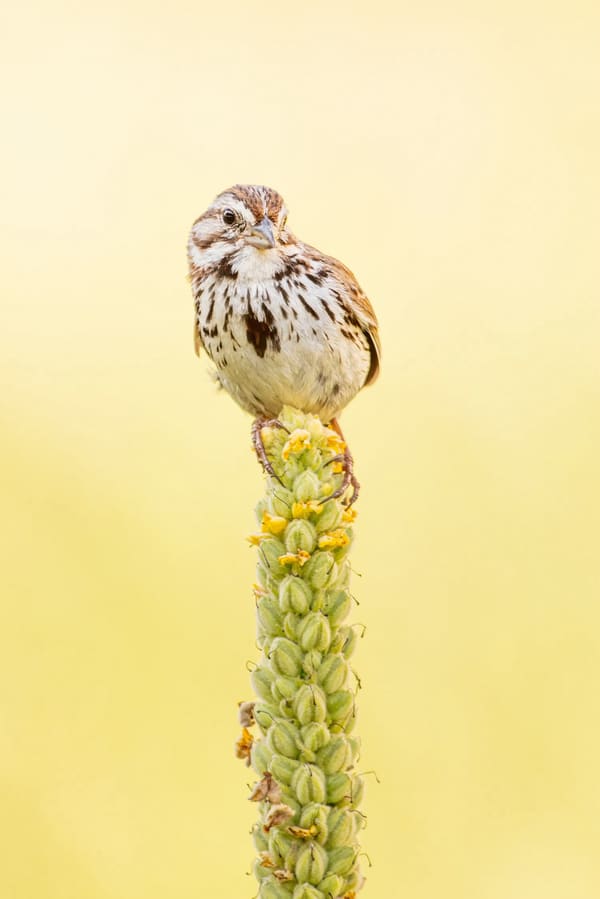 Song Sparrow photographed by Liam Nizri