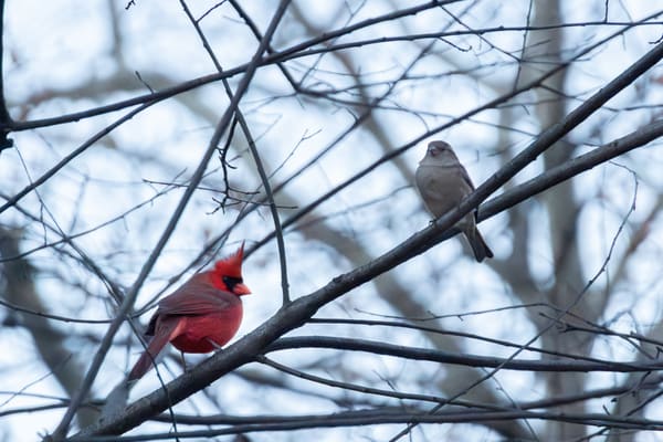 Northern Cardinal photographed by Eva